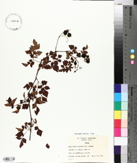 Nekemias arborea image