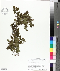 Ampelopsis arborea image