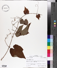 Vitis cinerea image