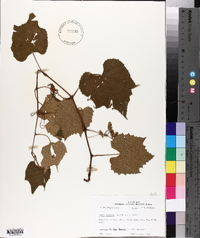 Vitis cinerea image