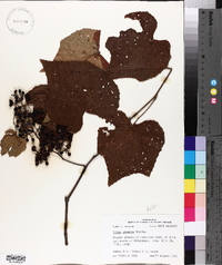 Vitis cinerea image