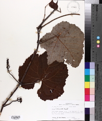 Vitis aestivalis var. lincecumii image