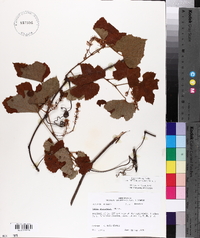 Vitis aestivalis var. lincecumii image