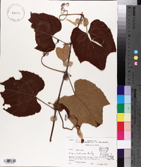 Vitis labrusca image