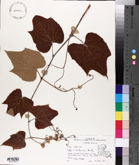 Vitis labrusca image