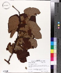 Vitis aestivalis var. lincecumii image