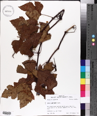 Vitis aestivalis var. lincecumii image