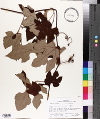 Vitis aestivalis var. lincecumii image