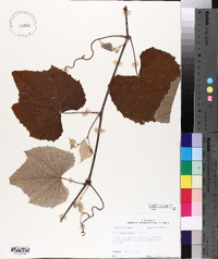 Vitis mustangensis image