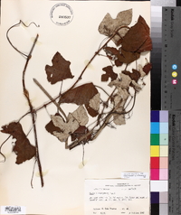 Vitis mustangensis image