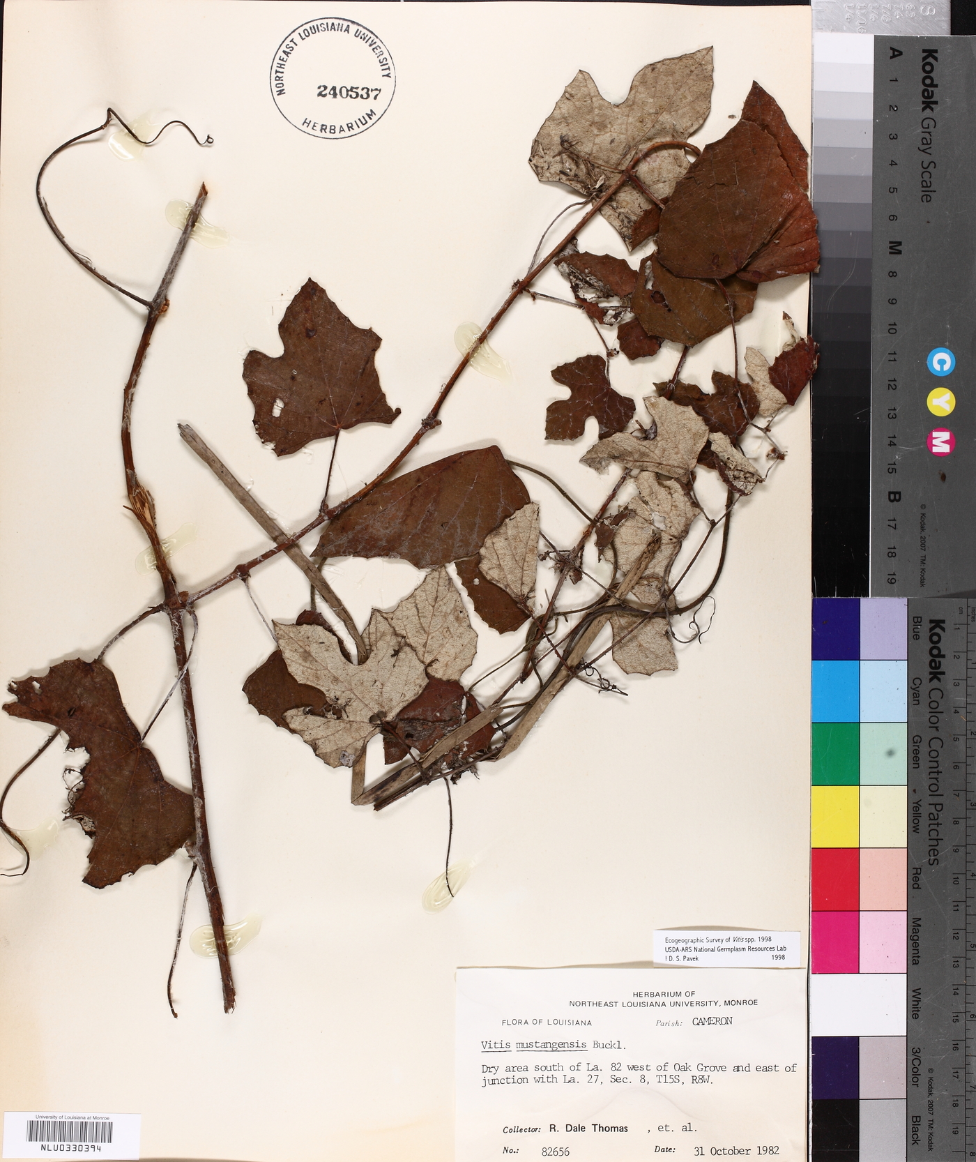 Vitis mustangensis image