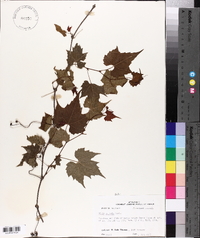 Vitis palmata image