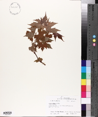 Vitis palmata image