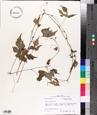 Vitis palmata image