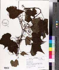 Vitis palmata image