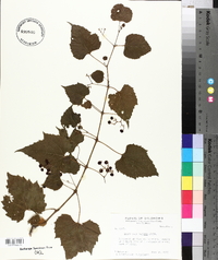 Ampelopsis cordata image