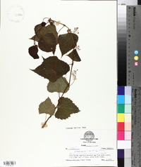 Ampelopsis cordata image