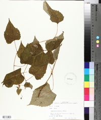 Ampelopsis cordata image