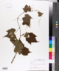 Vitis palmata image