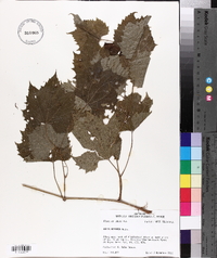 Vitis riparia image