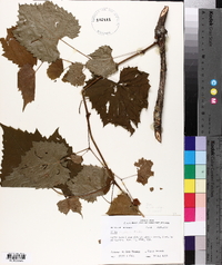 Vitis riparia image