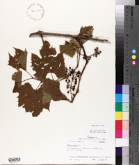 Vitis riparia image