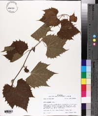 Vitis riparia image