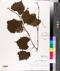 Vitis rotundifolia image