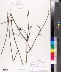 Vitis rotundifolia image