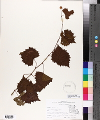 Vitis rotundifolia image