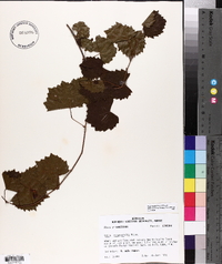 Vitis rotundifolia image