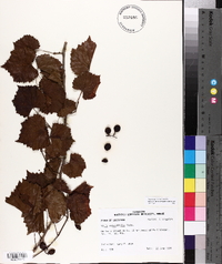 Vitis rotundifolia image