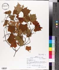 Vitis rotundifolia image