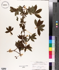 Parthenocissus heptaphylla image