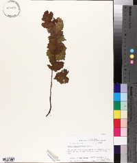 Vitis rotundifolia image