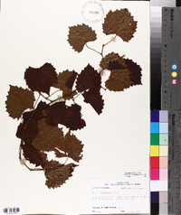 Vitis rotundifolia image