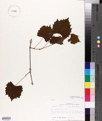 Vitis rotundifolia image