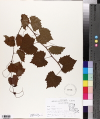 Vitis rotundifolia image