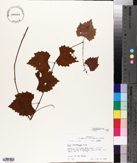 Vitis rotundifolia image