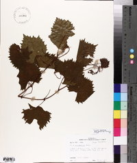 Vitis rotundifolia image