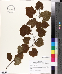 Vitis rotundifolia image