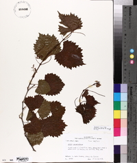 Vitis rotundifolia image