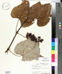 Vitis aestivalis var. aestivalis image