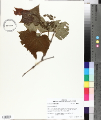 Vitis vulpina image