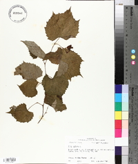 Vitis vulpina image