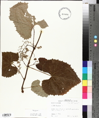 Vitis vulpina image