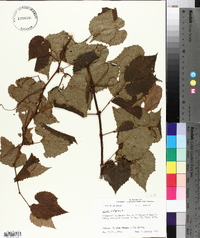 Vitis vulpina image