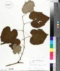 Vitis vulpina image