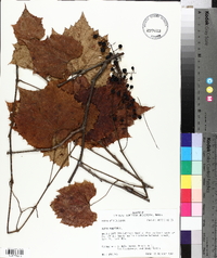 Vitis vulpina image