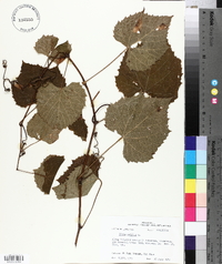 Vitis vulpina image